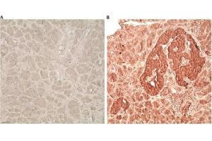 Immunohistochemistry analysis of human pancreas tissue using Glucagon like peptide 1 pAb,  at a dilution of 1:1000. (GLP-1 anticorps  (AA 1-19))