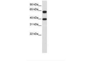 Image no. 3 for anti-Nuclear RNA Export Factor 3 (NXF3) (AA 435-484) antibody (ABIN203198) (NXF3 anticorps  (AA 435-484))