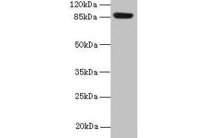 Western blot All lanes: PASD1 antibody at 4 μg/mL + A549 whole cell lysate Secondary Goat polyclonal to rabbit IgG at 1/10000 dilution Predicted band size: 88, 73 kDa Observed band size: 88 kDa (PASD1 anticorps  (AA 301-600))