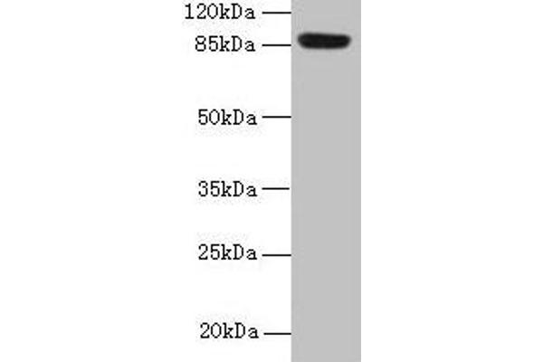 PASD1 Antikörper  (AA 301-600)