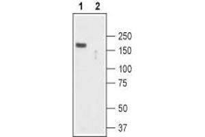 Western blot analysis of mouse brain lysate: - 1.
