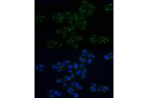 Immunofluorescence analysis of U2OS cells using MRPL32 Rabbit pAb (ABIN6131123, ABIN6144012, ABIN6144013 and ABIN6214117) at dilution of 1:100 (40x lens). (MRPL32 anticorps  (AA 19-188))