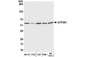Western Blotting (WB) image for anti-ATP Synthase, H+ Transporting, Mitochondrial F1 Complex, alpha Subunit 1, Cardiac Muscle (ATP5A1) (AA 100-150) antibody (ABIN7453912)