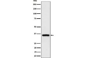Western blot analysis of Rad51D expression in 293 cell lysate.