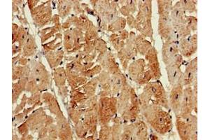 Immunohistochemistry of paraffin-embedded human heart tissue using ABIN7145099 at dilution of 1:100 (ATG13 anticorps  (AA 315-517))