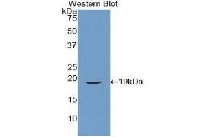 Western Blotting (WB) image for anti-Relaxin (AA 25-181) antibody (ABIN3207075) (Relaxin anticorps  (AA 25-181))