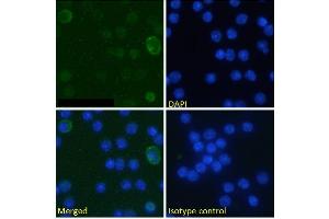 Immunofluorescence staining of fixed mouse splenocytes with anti-B7-H3 (CD276) antibody MJ18. (Recombinant CD276 anticorps  (Extracellular Domain))