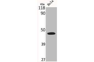Western Blot analysis of HELA cells using Connexin 43 Polyclonal Antibody (Connexin 43/GJA1 anticorps  (C-Term))