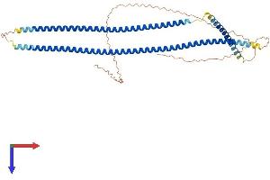 AlphaFold protein structure predicition of Human Recombinant KRT13 Protein, UniprotID P13646