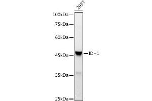 Western blot analysis of extracts of 293T cells, using IDH1 antibody (ABIN3023105, ABIN3023106, ABIN3023107 and ABIN6219391) at 1:1000 dilution.