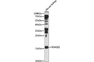 Western blot analysis of extracts of Mouse kidney, using RN antibody (ABIN7269987) at 1:1000 dilution. (RNASE6 anticorps  (AA 1-150))