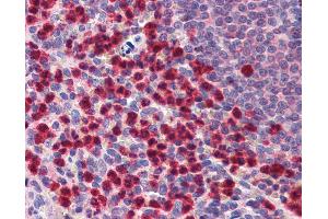 Anti-Caspase 9 antibody IHC of human spleen.