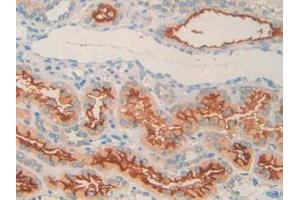 IHC-P analysis of Human Kidney Tissue, with DAB staining. (MME anticorps  (AA 382-538))