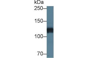 Detection of HSPG2 in Mouse Heart lysate using Polyclonal Antibody to Heparan Sulfate Proteoglycan 2 (HSPG2)