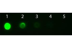 Dot Blot of Goat anti-Mouse IgG2a Antibody Fluorescein Conjugated Pre-absorbed. (Chèvre anti-Souris IgG2a (Heavy Chain) Anticorps (FITC) - Preadsorbed)