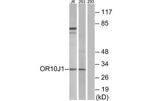 Western blot analysis of extracts from Jurkat cells and 293 cells, using OR10J1 antibody. (OR10J1 anticorps  (C-Term))