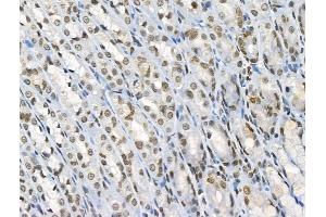 ABIN6255315 and ABIN6267100 at 1/100 staining Rat stomach tissue by IHC-P. (ARNTL anticorps  (pSer42))