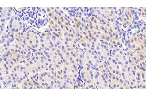 Detection of TGFb3 in Porcine Kidney Tissue using Polyclonal Antibody to Transforming Growth Factor Beta 3 (TGFb3)