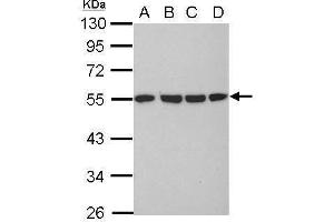 WB Image Sample (30 ug of whole cell lysate) A: 293T B: A431 C: HeLa D: HepG2 10% SDS PAGE antibody diluted at 1:10000