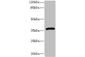 Western blot All lanes: Efnb3 antibody at 12 μg/mL + HepG2 whole cell lysate Secondary Goat polyclonal to rabbit IgG at 1/10000 dilution Predicted band size: 36 kDa Observed band size: 36 kDa (Ephrin B3 anticorps  (AA 28-227))