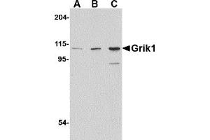 Western Blotting (WB) image for anti-Glutamate Receptor, Ionotropic, Kainate 1 (GRIK1) (C-Term) antibody (ABIN1030421) (GRIK1 anticorps  (C-Term))