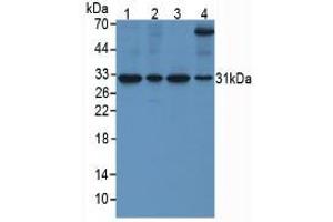 Figure. (SFRP4 anticorps  (AA 22-346))