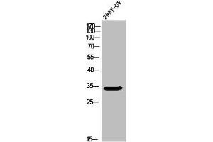 Western Blot analysis of 293T-UV cells using Olfactory receptor 5W2 Polyclonal Antibody (OR5W2 anticorps  (Internal Region))