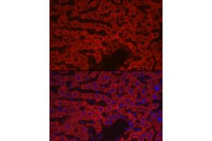 Immunofluorescence analysis of rat liver cells using F10 Rabbit pAb (ABIN7266422) at dilution of 1:100 (40x lens). (Coagulation Factor X anticorps  (AA 41-300))