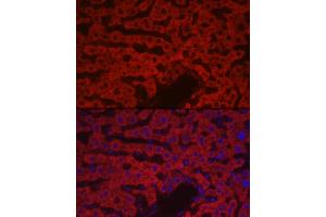 Immunofluorescence analysis of rat liver cells using F10 Rabbit pAb (ABIN7266422) at dilution of 1:100 (40x lens).