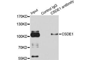 Immunoprecipitation analysis of 100ug extracts of HeLa cells using 3ug CSDE1 antibody (ABIN1876970). (CDSE1 anticorps)