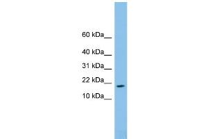 WB Suggested Anti-FAM19A4 Antibody Titration: 0. (FAM19A4 anticorps  (Middle Region))
