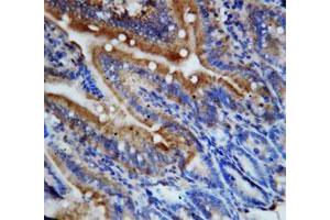 Immunohistochemical staining of paraffin-embedded rat intestine tissue section with Cx3cl1 polyclonal antibody . (CX3CL1 anticorps  (N-Term))