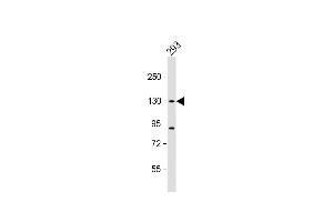 Anti-DHX30 Antibody (N-term) at 1:1000 dilution + 293 whole cell lysate Lysates/proteins at 20 μg per lane. (DHX30 anticorps  (N-Term))