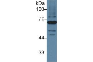 Detection of LCAT in Mouse Testis lysate using Polyclonal Antibody to Lecithin Cholesterol Acyltransferase (LCAT) (LCAT anticorps  (AA 290-432))