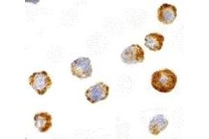 Immunohistochemistry (IHC) image for anti-Mitogen-Activated Protein Kinase Kinase Kinase 5 (MAP3K5) antibody (ABIN1030199) (ASK1 anticorps)