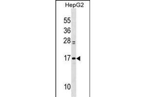 MYL6 Antibody (Center) (ABIN1538290 and ABIN2849925) western blot analysis in HepG2 cell line lysates (35 μg/lane). (MYL6 anticorps  (AA 32-59))