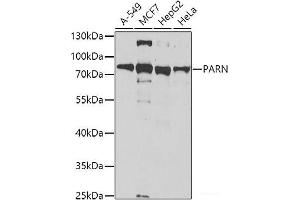 Western blot analysis of extracts of various cell lines using PARN Polyclonal Antibody at dilution of 1:1000. (PARN anticorps)