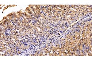 Detection of CK19 in Mouse Stomach Tissue using Polyclonal Antibody to Cytokeratin 19 (CK19)