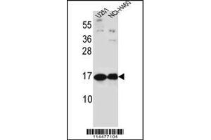 Western blot analysis in U251,NCI-H460 cell line lysates (35ug/lane). (Pleiotrophin anticorps  (C-Term))