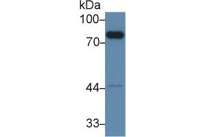 Western blot analysis of Mouse Liver lysate, using Mouse F2 Antibody (2 µg/ml) and HRP-conjugated Goat Anti-Rabbit antibody ( (Prothrombin anticorps  (AA 325-618))