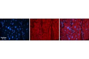 Rabbit Anti-SELENBP1 Antibody    Formalin Fixed Paraffin Embedded Tissue: Human Adult heart  Observed Staining: Cytoplasmic,Membrane (weak) Primary Antibody Concentration: 1:600 Secondary Antibody: Donkey anti-Rabbit-Cy2/3 Secondary Antibody Concentration: 1:200 Magnification: 20X Exposure Time: 0.