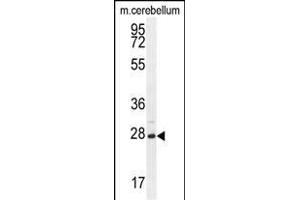 VSTM2A Antibody (Center) (ABIN655126 and ABIN2844754) western blot analysis in mouse cerebellum tissue lysates (35 μg/lane). (VSTM2A anticorps  (AA 97-126))