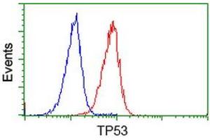 Image no. 2 for anti-Tumor Protein P53 (TP53) antibody (ABIN1499972) (p53 anticorps)