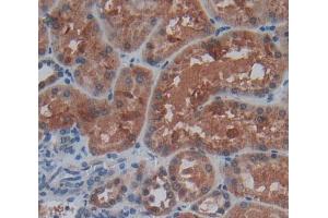 IHC-P analysis of kidney tissue, with DAB staining. (TNXB anticorps  (AA 3835-4088))
