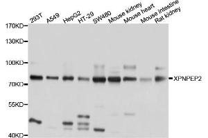 Western blot analysis of extract of various cells, using XPNPEP2 antibody. (XPNPEP2 anticorps)