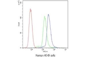Flow cytometry testing of human A549 cells with SCRIB antibody at 1ug/10^6 cells (blocked with goat sera) (SCRIB anticorps)