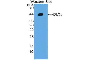 Western blot analysis of the recombinant protein. (Orexin A anticorps  (AA 32-123))
