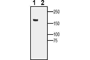 Western blot analysis of rat heart lysates:1.