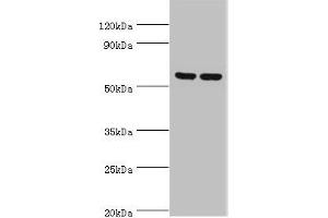 Western blot All lanes: 5-AMP-activated protein kinase subunit gamma-3 antibody at 5 μg/mL Lane 1: Hela whole cell lysate Lane 2: HepG2 whole cell lysate Secondary Goat polyclonal to rabbit IgG at 1/10000 dilution Predicted band size: 55, 52 kDa Observed band size: 55 kDa