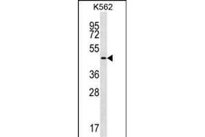 GIF Antibody (Center) (ABIN656899 and ABIN2846098) western blot analysis in K562 cell line lysates (35 μg/lane). (Intrinsic Factor anticorps  (AA 189-218))